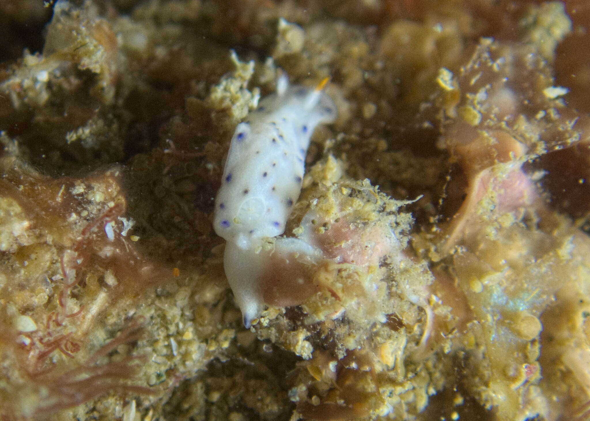 Sivun Hypselodoris lacuna Gosliner & R. F. Johnson 2018 kuva