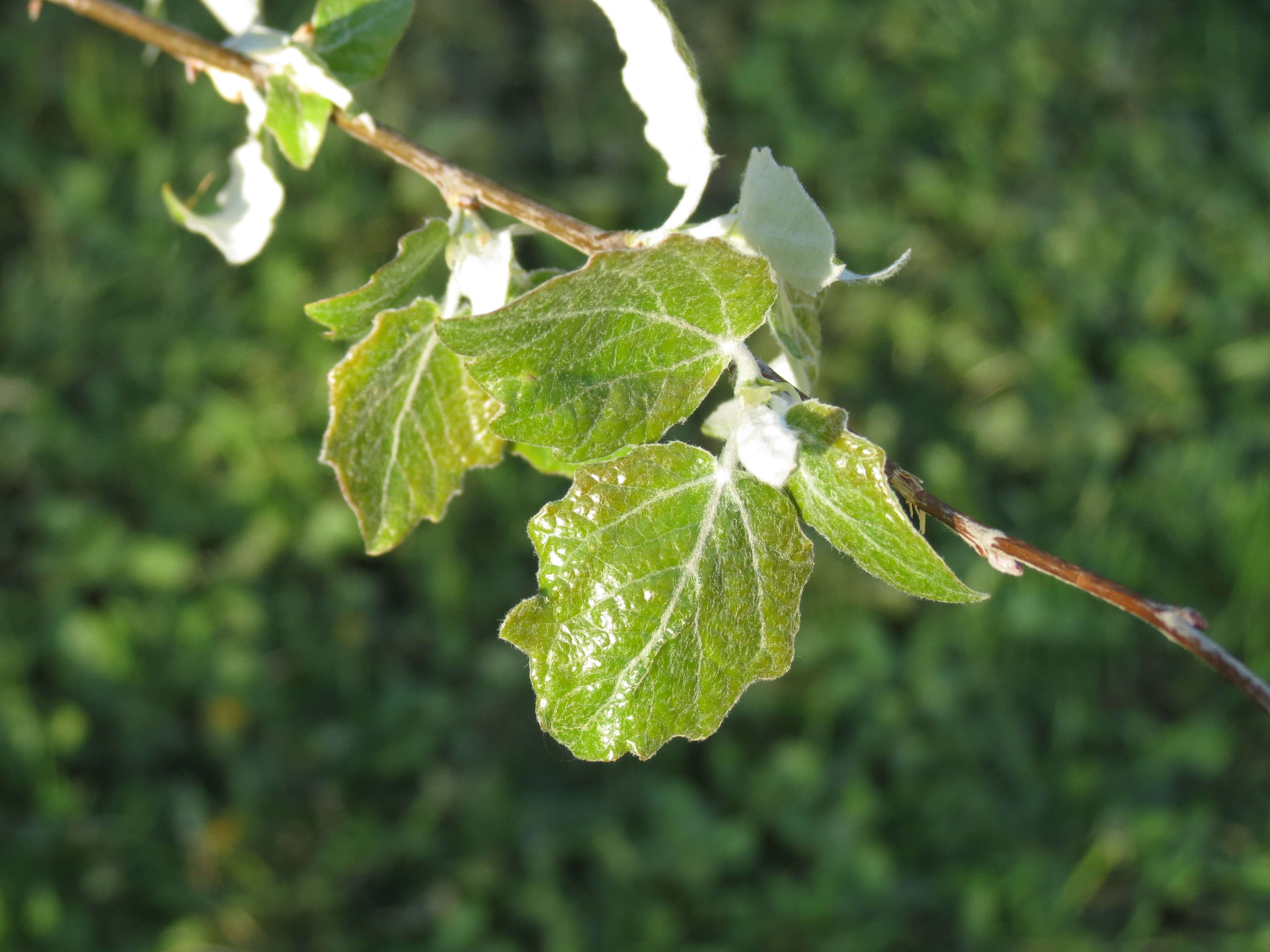 Image of Grey poplar