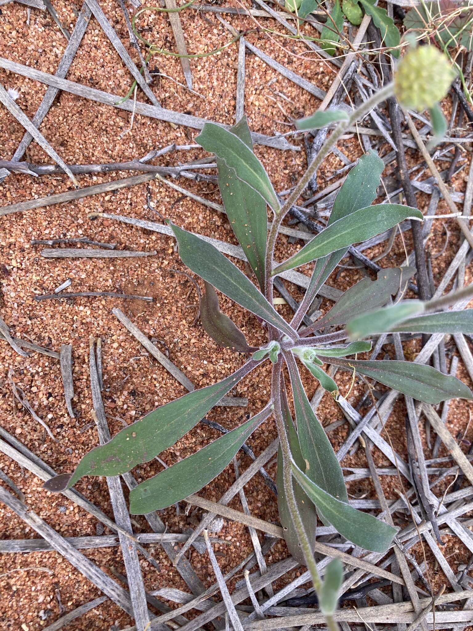 صورة Myriocephalus guerinae F. Müll.