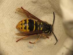 Image of Common wasp