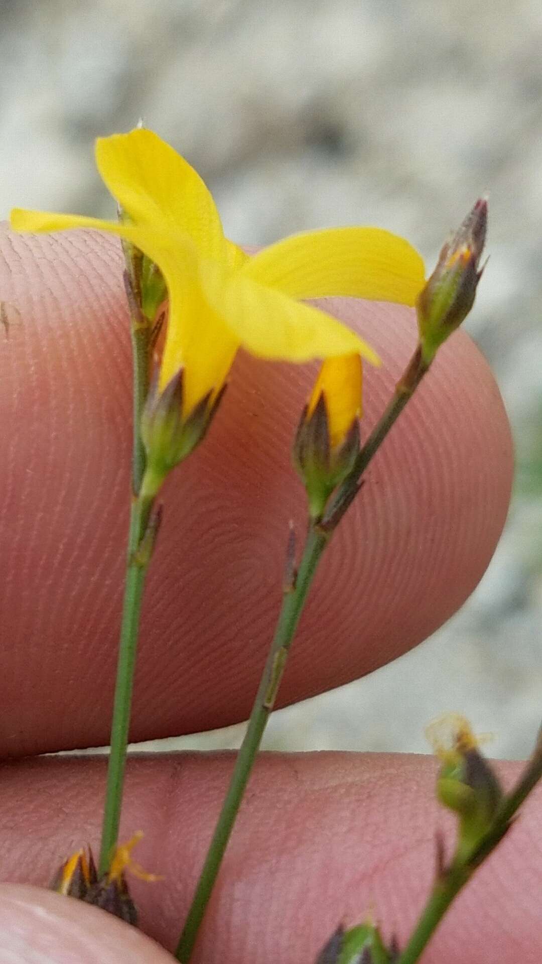 Image of rock flax