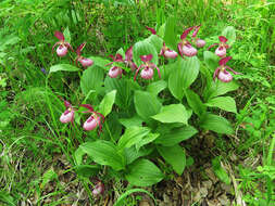 Image of Cypripedium ventricosum Sw.