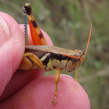 Melanoplus glaucipes (Scudder & S. H. 1875)的圖片