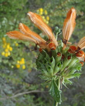 Image of Broadleaf leonotis