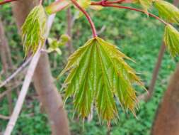 Image of Norway Maple