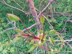 Image of Norway Maple