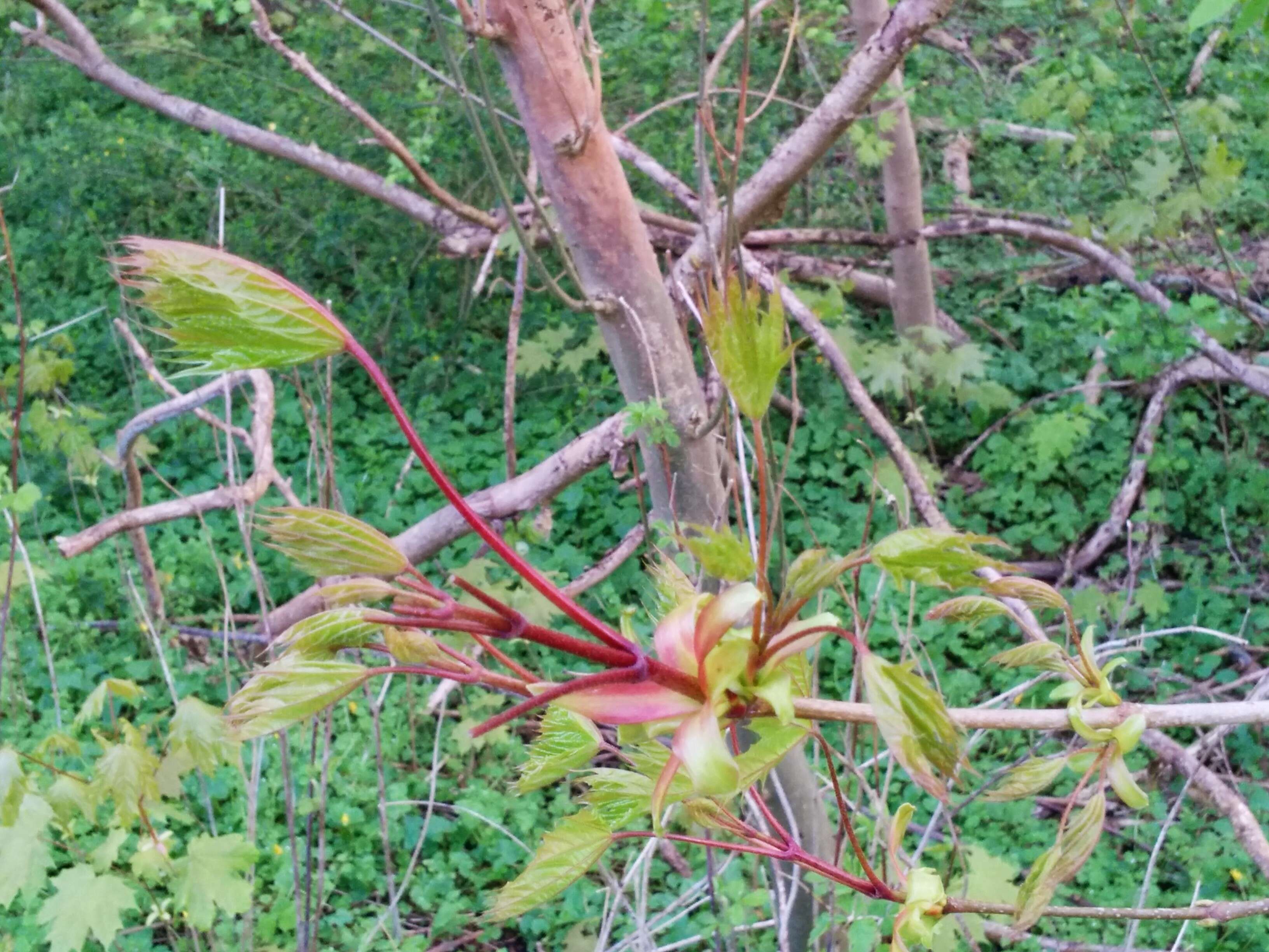 Image of Norway Maple