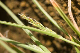 Panicum fauriei Hitchc. resmi