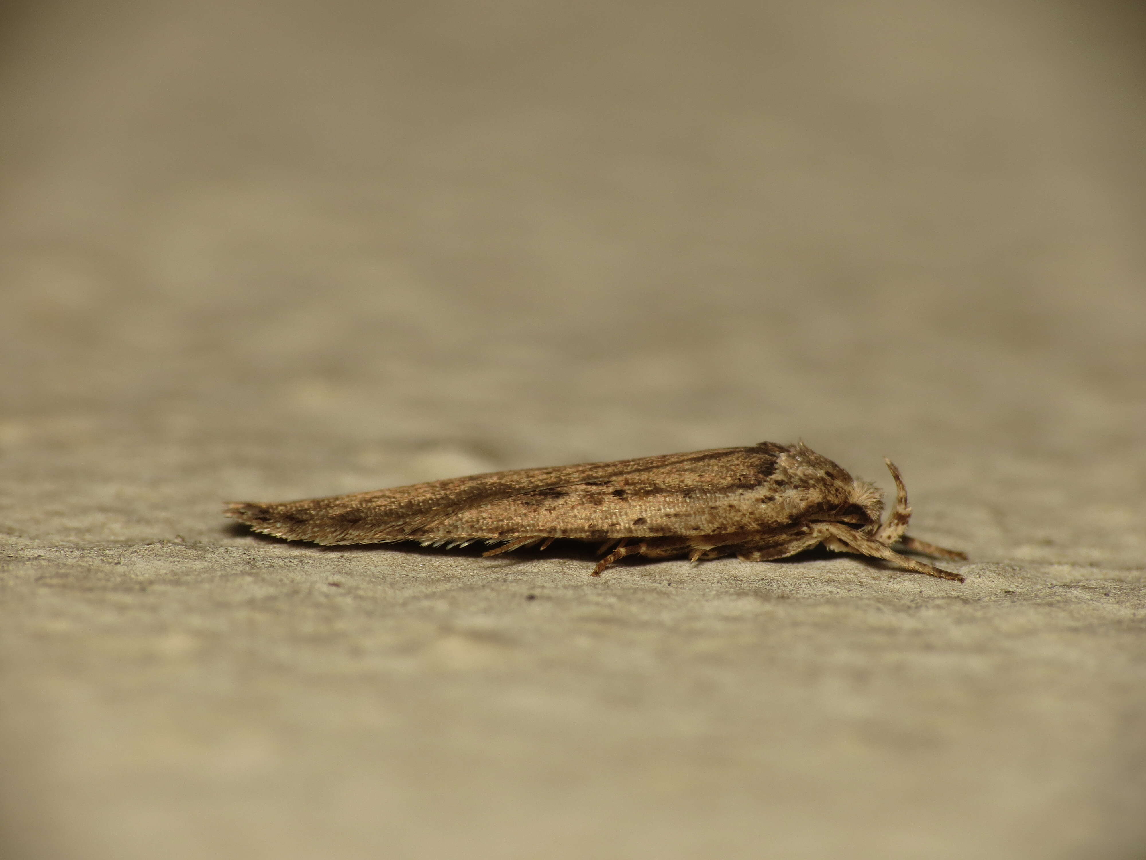 Image of Agonopterix ocellana Fabricius 1775