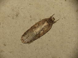 Image of Agonopterix ocellana Fabricius 1775