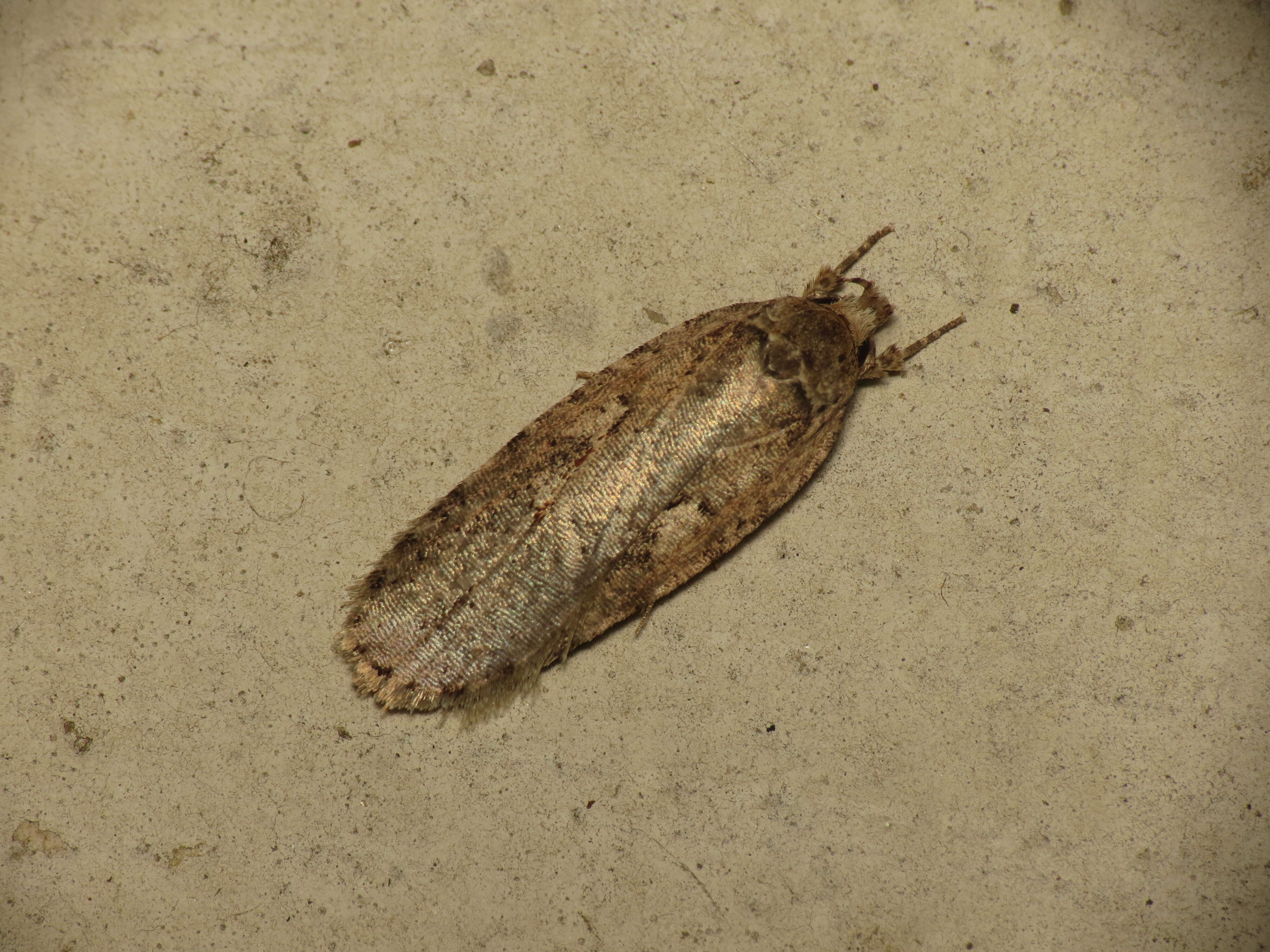 Image of Agonopterix ocellana Fabricius 1775