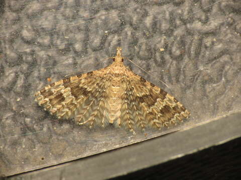 Image of twenty-plume moth