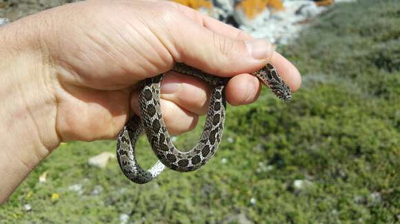 Plancia ëd Dasypeltis scabra scabra (Linnaeus 1758)