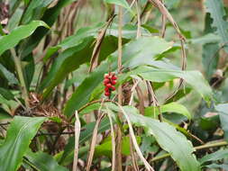 Image of Alpinia kawakamii Hayata