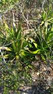 Image of Aloe belitsakensis Rakotoaris.