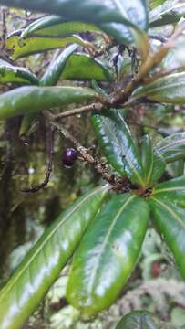 Image of Heberdenia excelsa (Ait.) Banks ex Roem. & Schult.