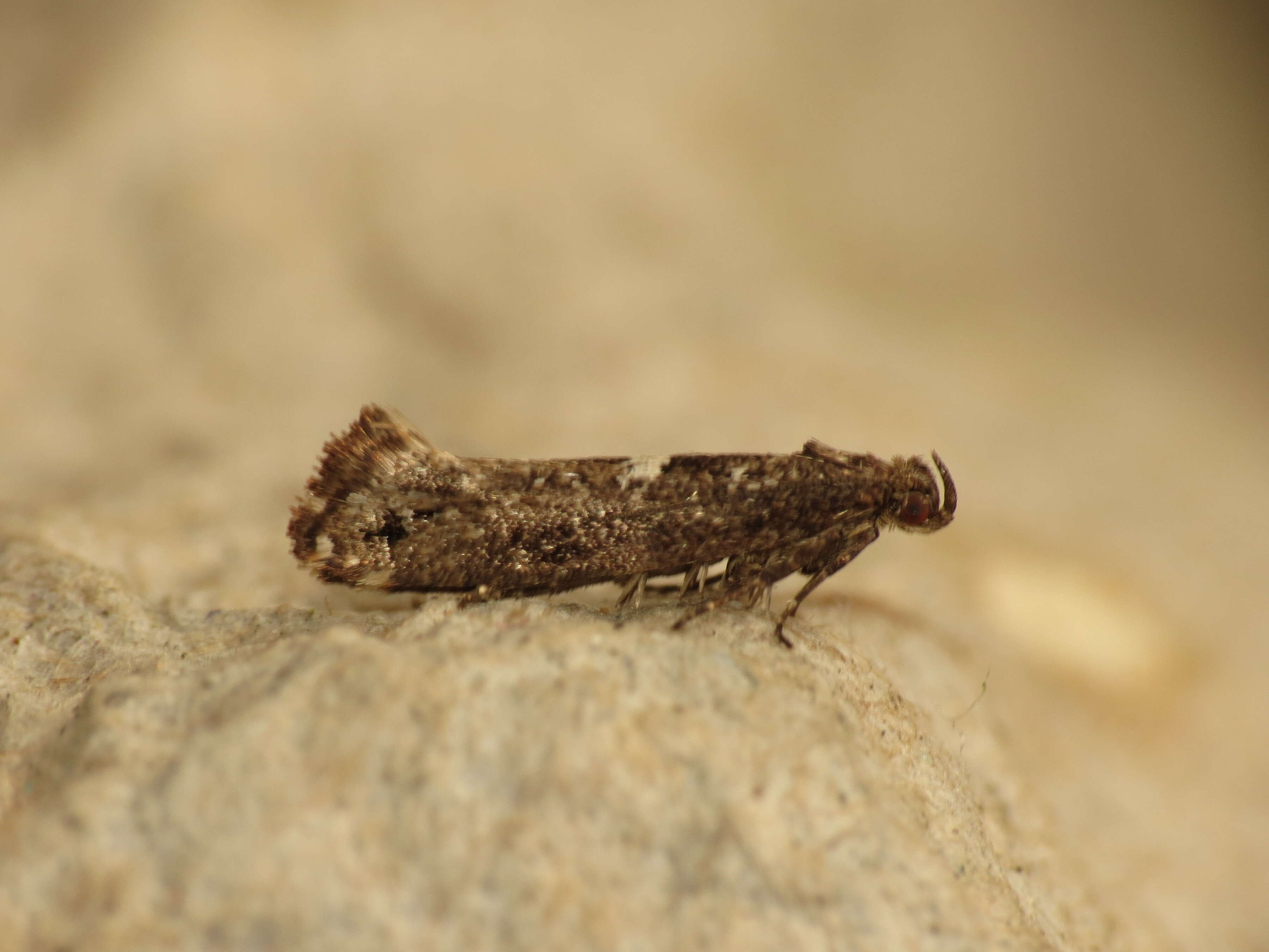 Image de Acrolepiopsis assectella