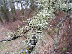 Ramalina farinacea (L.) Ach.的圖片