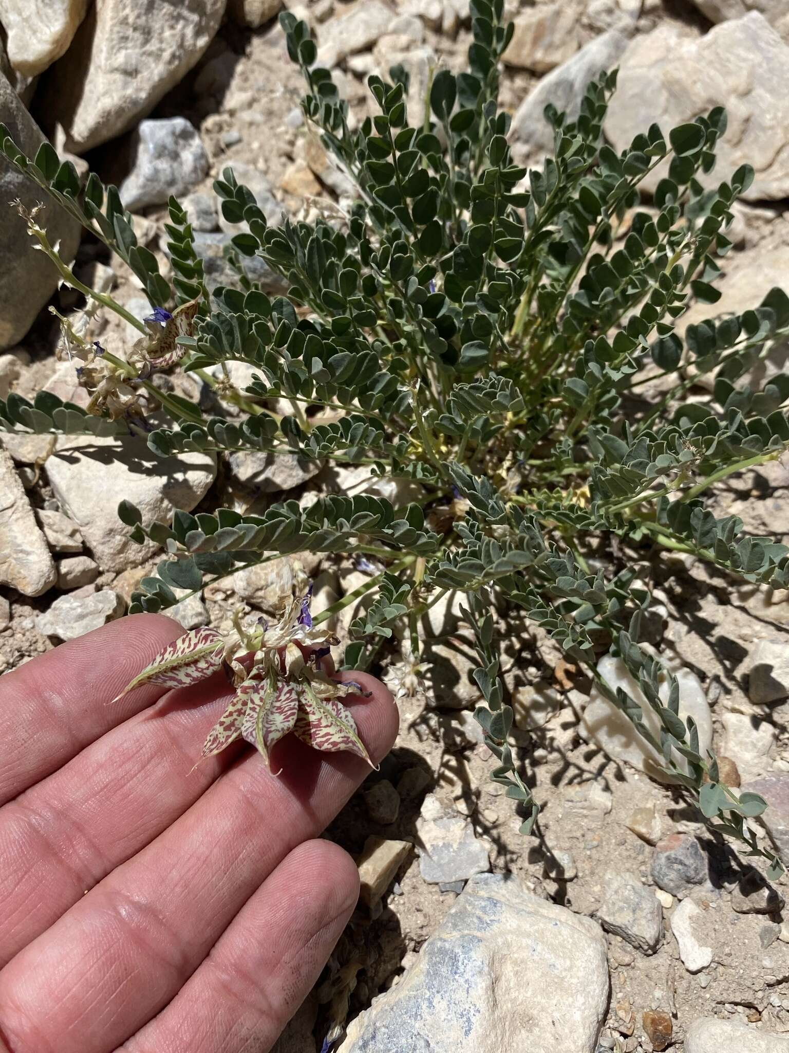 Imagem de Astragalus beckwithii Torr. & A. Gray