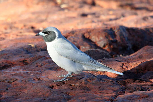 Image of Masked Woodswallow