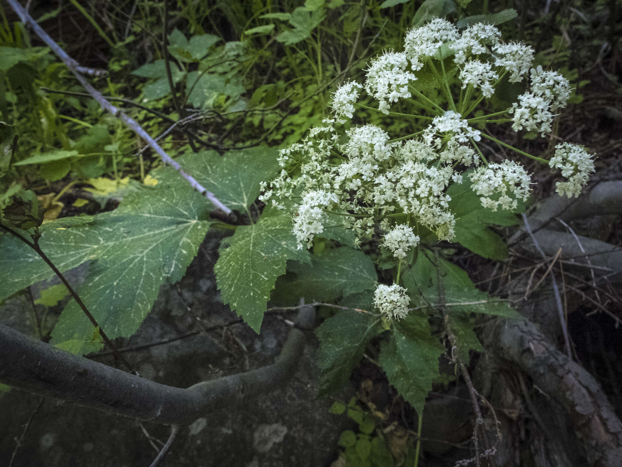 Plancia ëd Heracleum sphondylium subsp. montanum (Schleicher ex Gaudin) Briq.