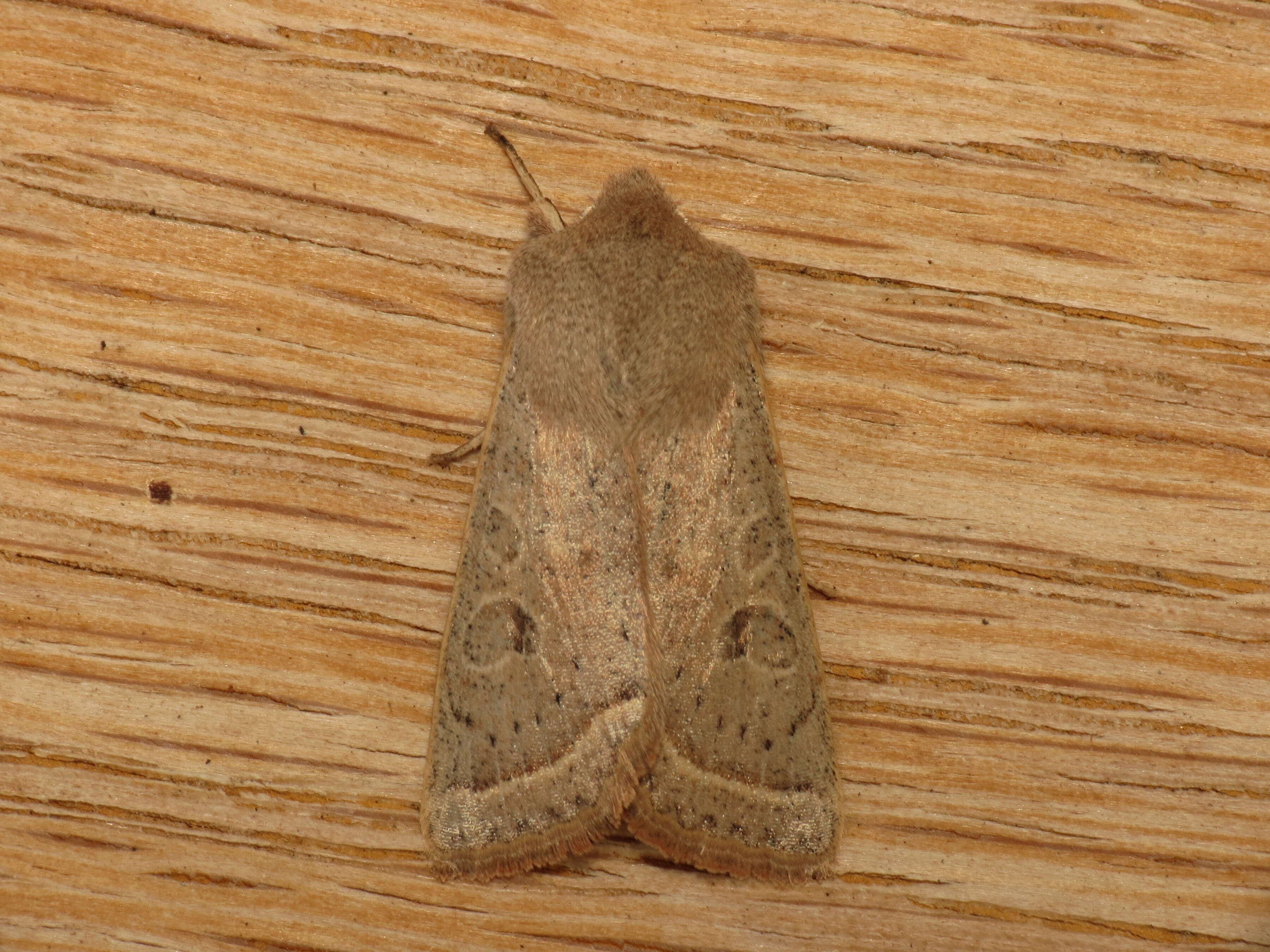 Слика од Orthosia gracilis Schiffermüller 1775