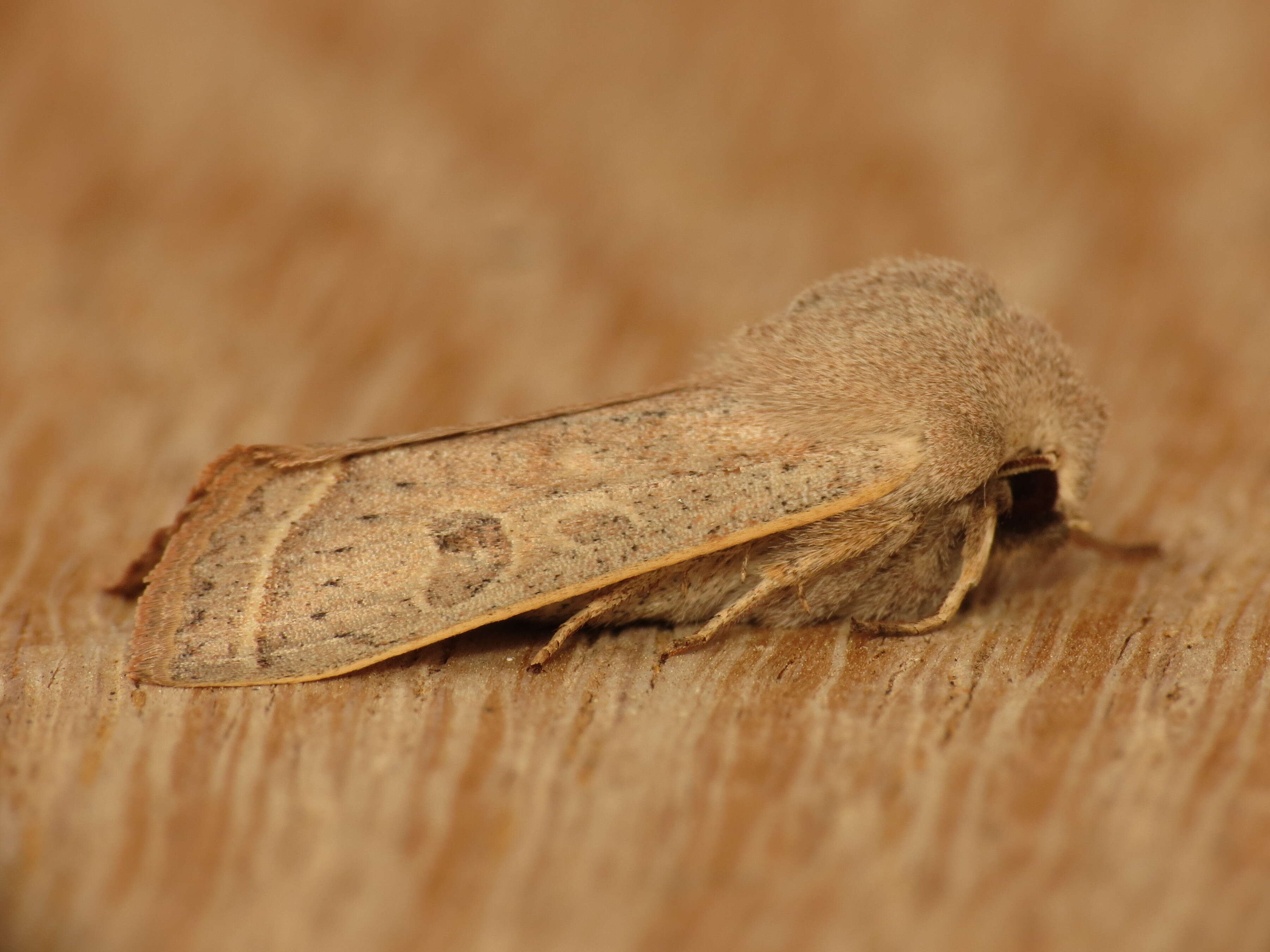 Слика од Orthosia gracilis Schiffermüller 1775