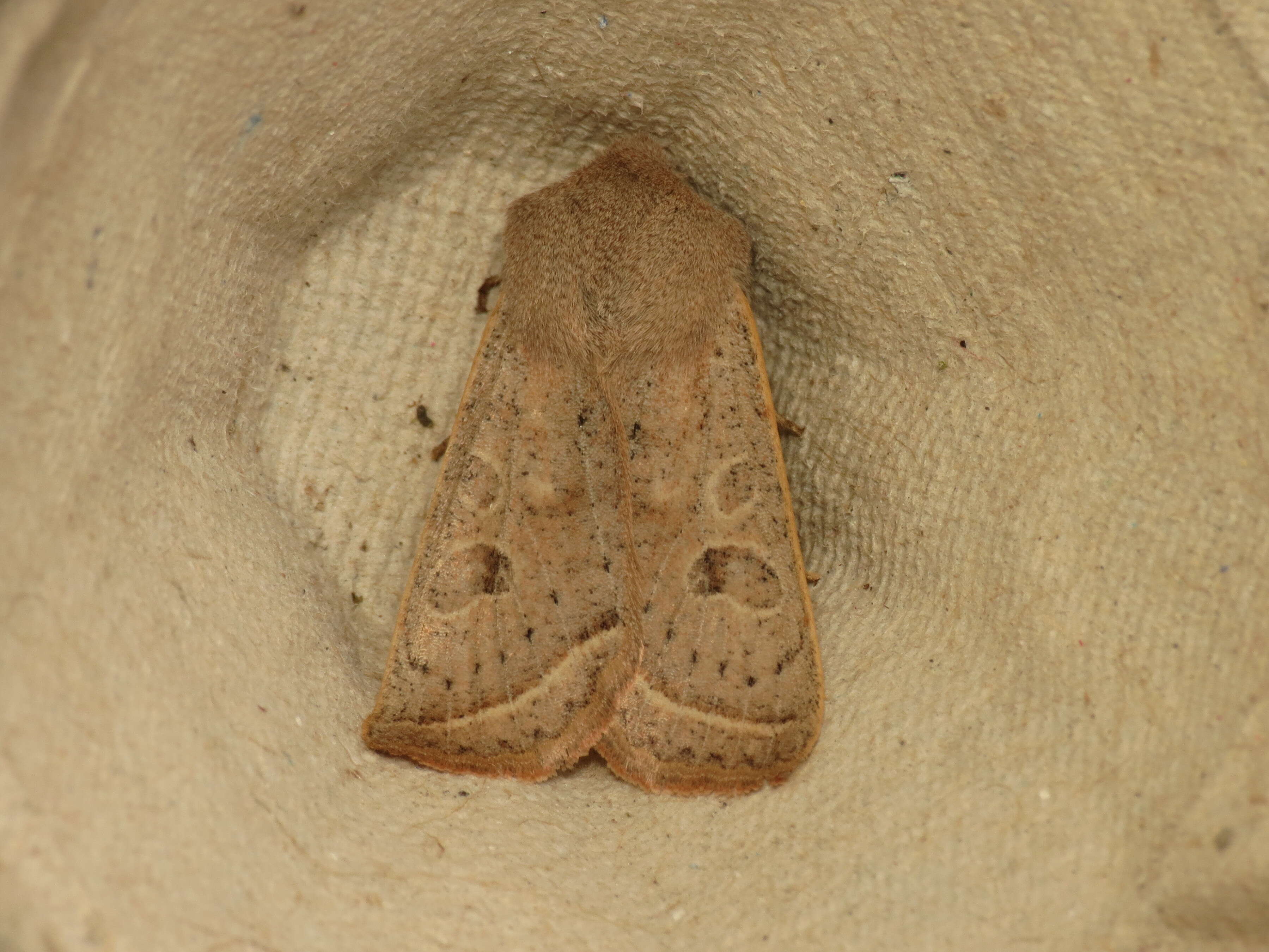 Слика од Orthosia gracilis Schiffermüller 1775