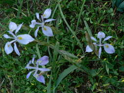 Image of Moraea simulans Baker