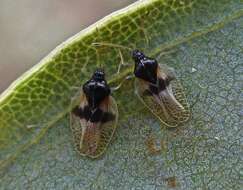 Image of Avocado lace bug