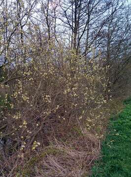 Image of goat willow