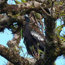 Image of Common Piping Guan