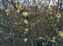 Image of goat willow