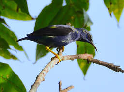 Image of Purple Honeycreeper