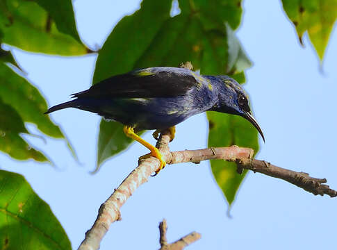 Image of Purple Honeycreeper