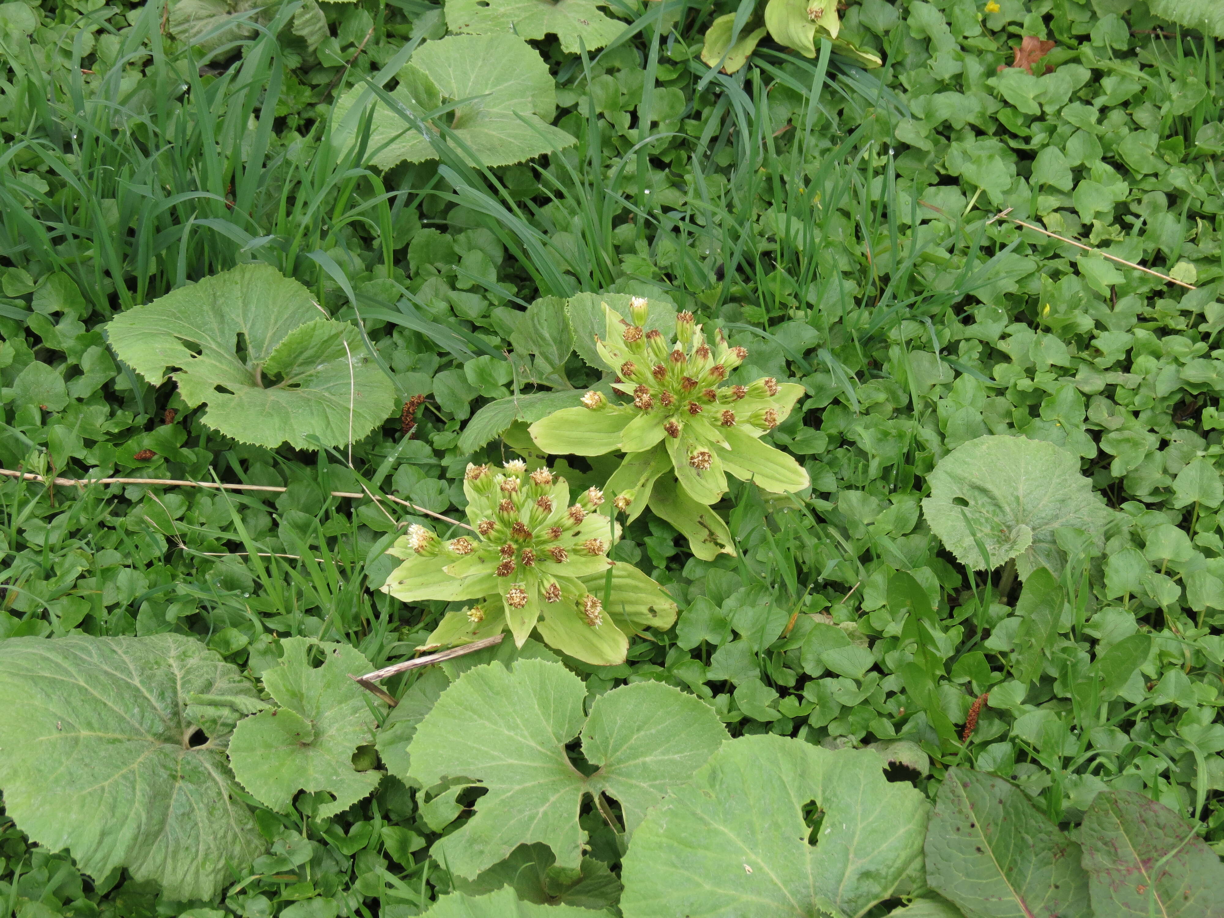 Image of Bog rhubarb