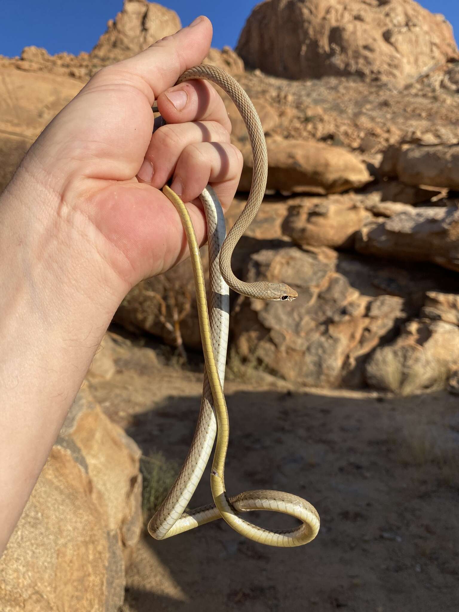 Image of Western Sand Snake