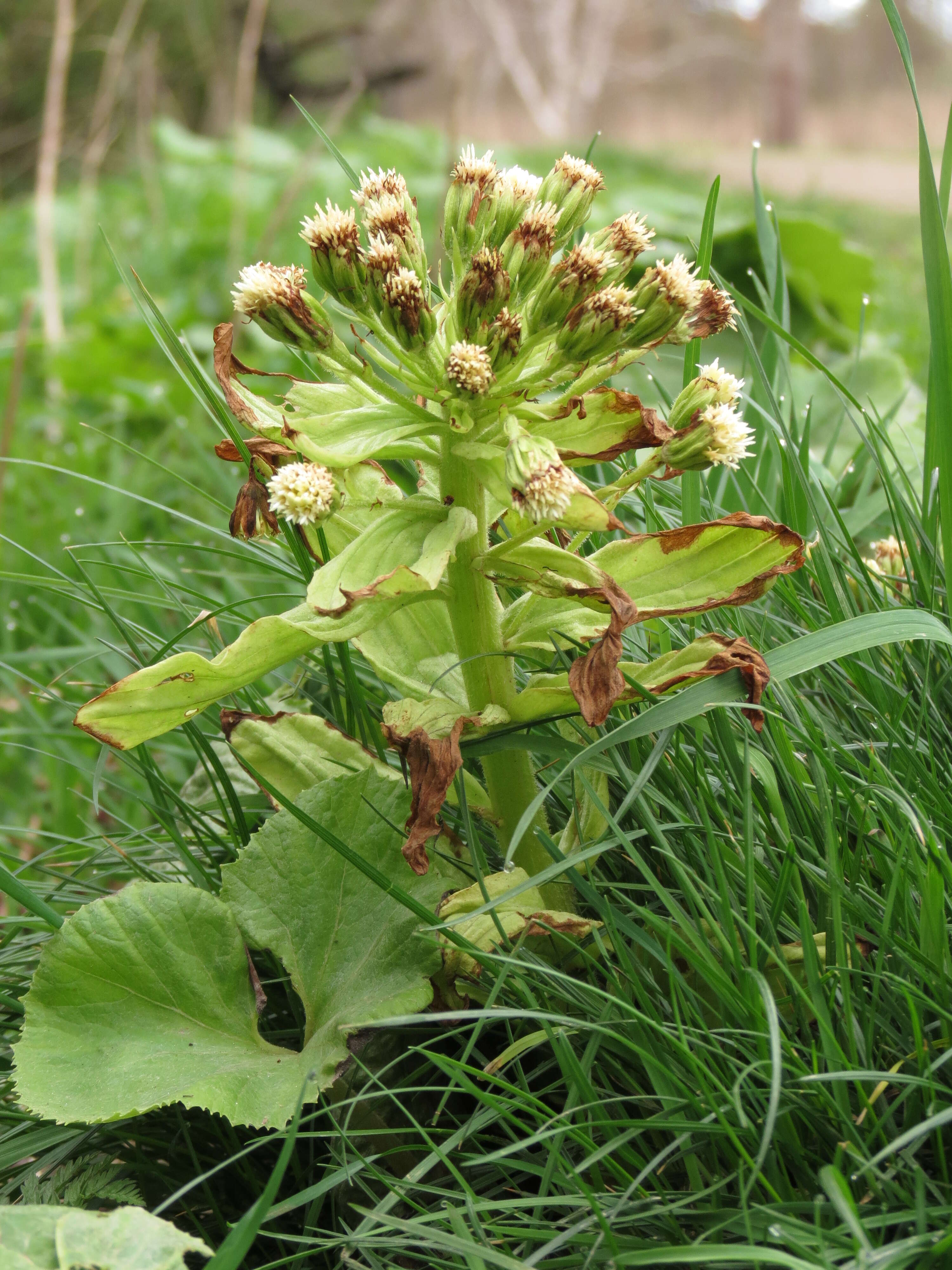 Imagem de Petasites japonicus (Sieb. & Zucc.) Maxim.