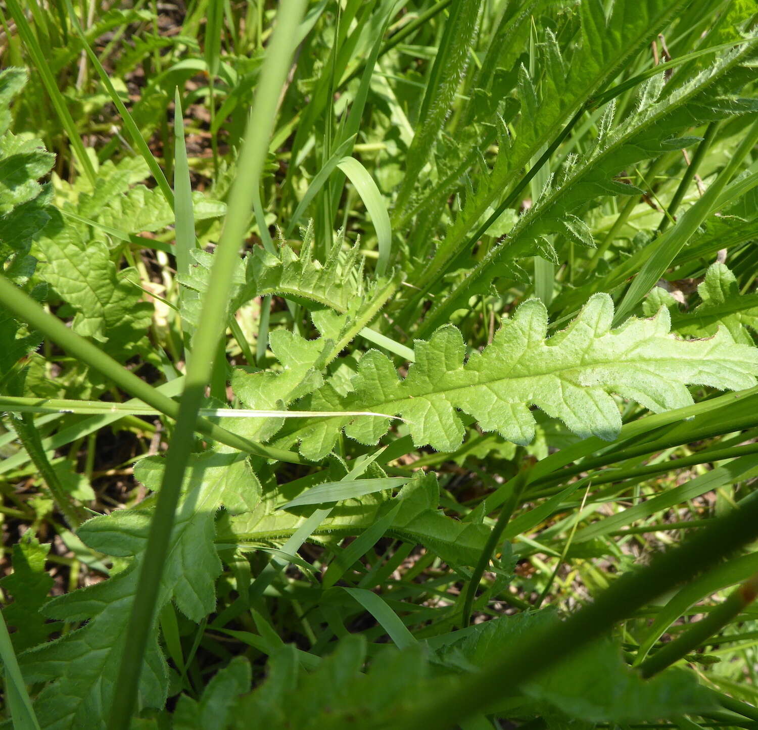 Plancia ëd Nidorella pinnata (L. fil.) J. C. Manning & Goldblatt