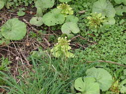 Image of Bog rhubarb