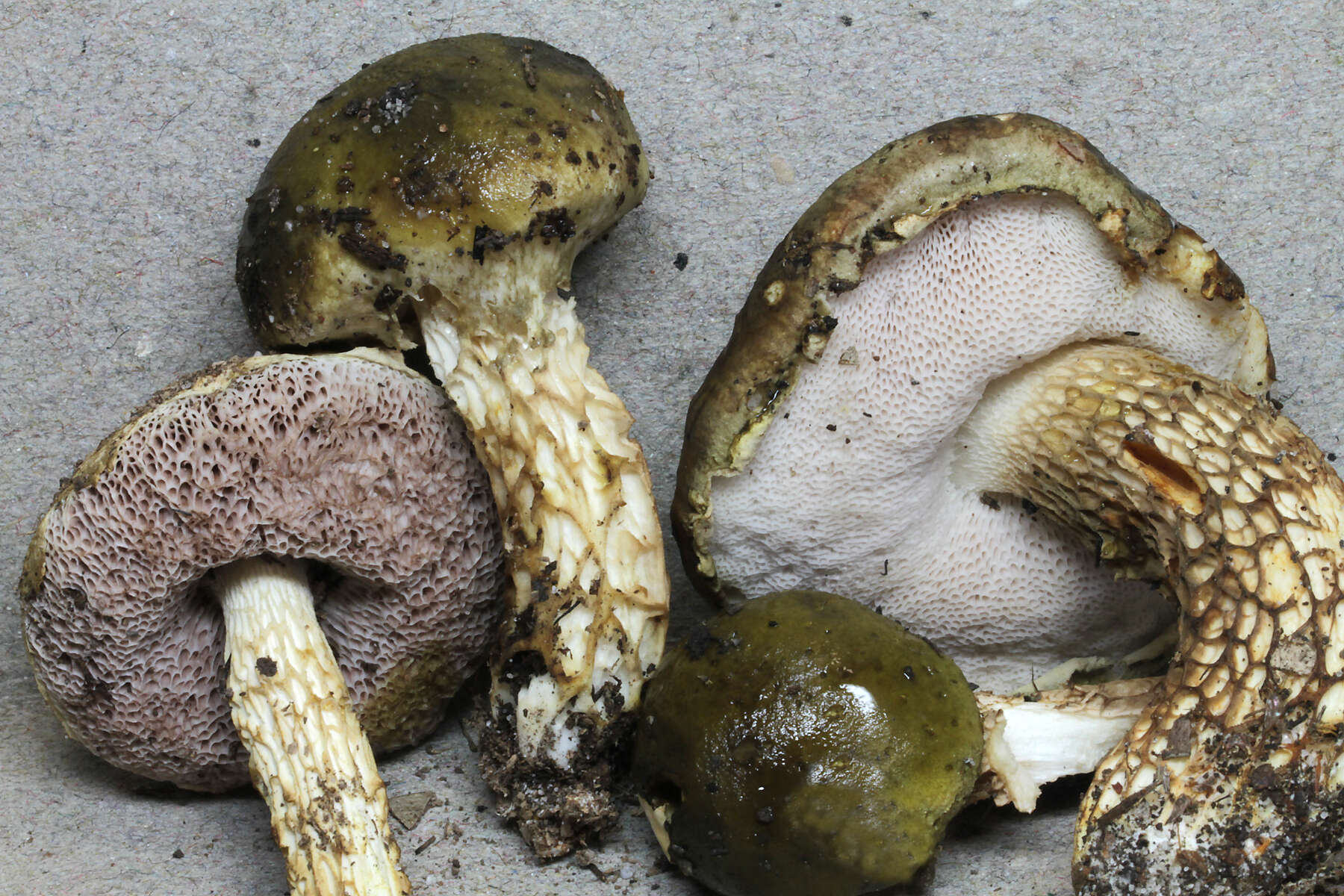 Image of Austroboletus viscidoviridis N. A. Fechner, Bonito, Lebel & Halling 2017