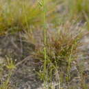 Image of Schultesia guianensis (Aubl.) Malme