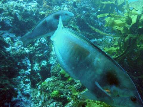 Image de Sandager's wrasse