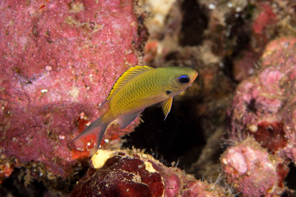 Image de Chromis ovalis (Steindachner 1900)