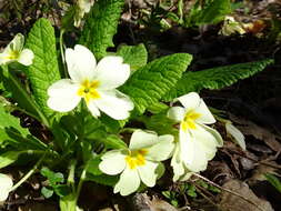 Image of Primrose