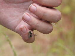 Imagem de Anthidium porterae Cockerell 1900