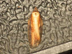 Image of Acleris hastiana Linnaeus 1758