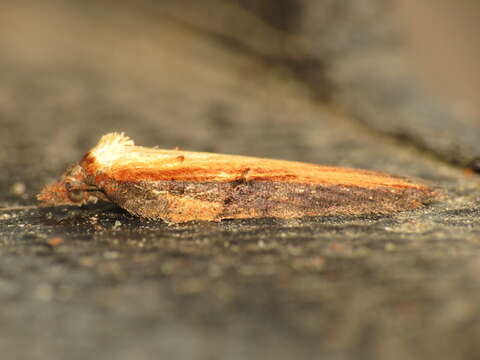 Image of Acleris hastiana Linnaeus 1758