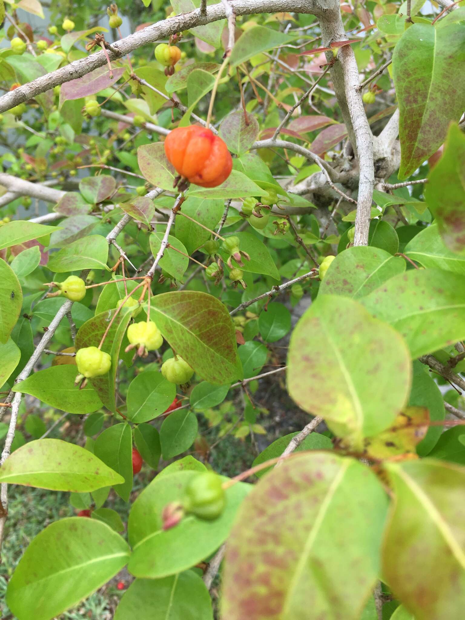 Image of Surinam cherry