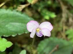 صورة Viola mucronulifera Hand.-Mazz.